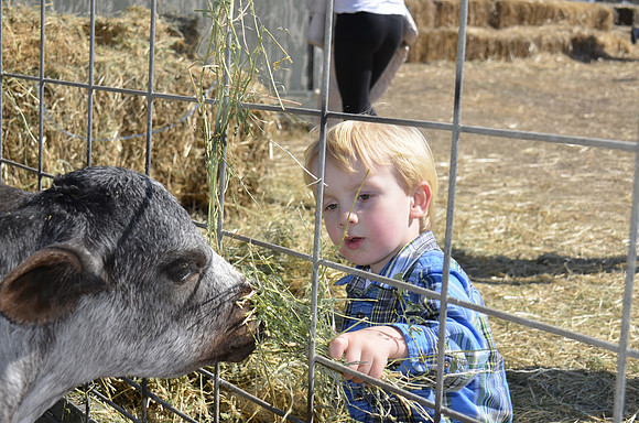 2013-10-12 Pumpkin Patch 332