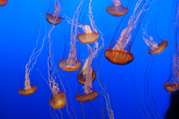 2008-05-26 Monterey Bay 190