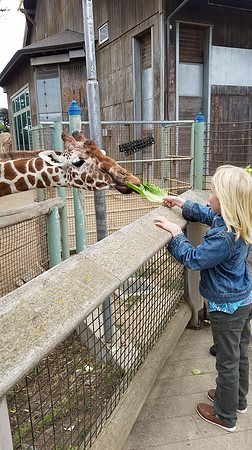 2018-08-05 At the Zoo 360