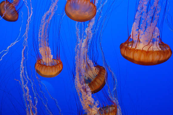 2008-05-26 Monterey Bay 193