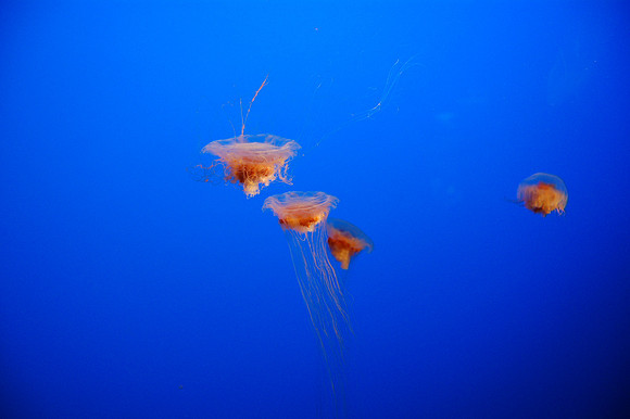 2008-05-26 Monterey Bay 203