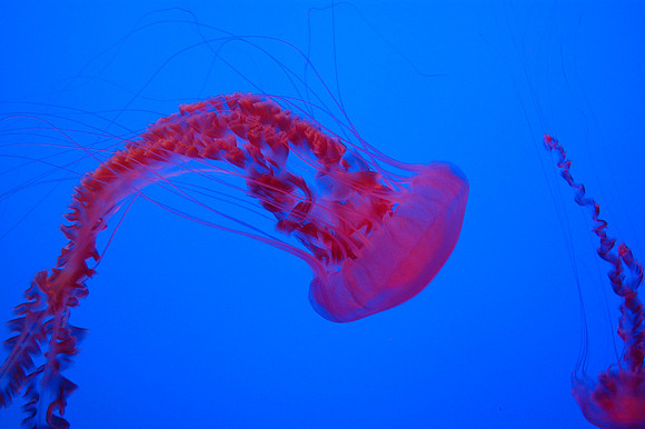 2008-05-26 Monterey Bay 180