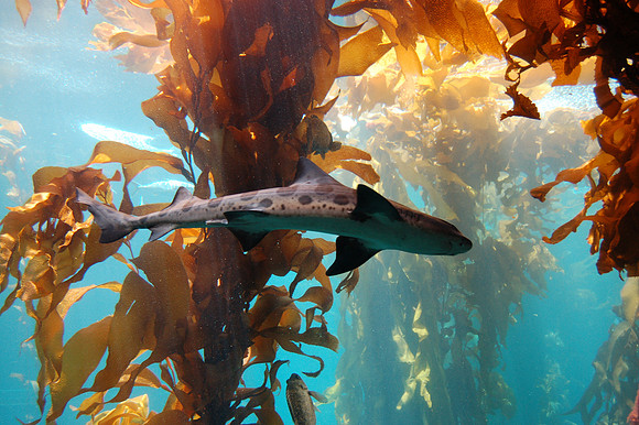 2008-05-26 Monterey Bay 161